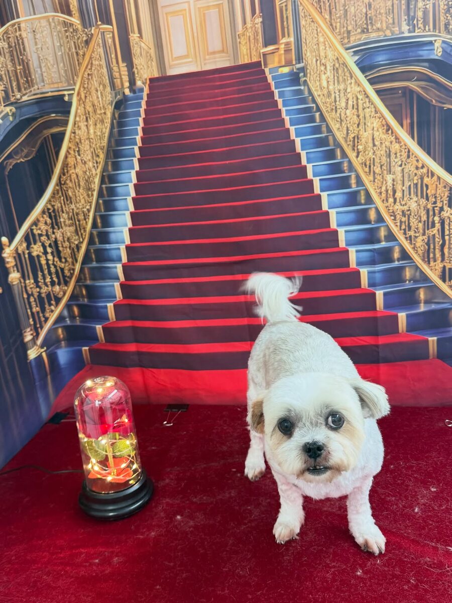 Freshly groomed Maltese on the studio carpet