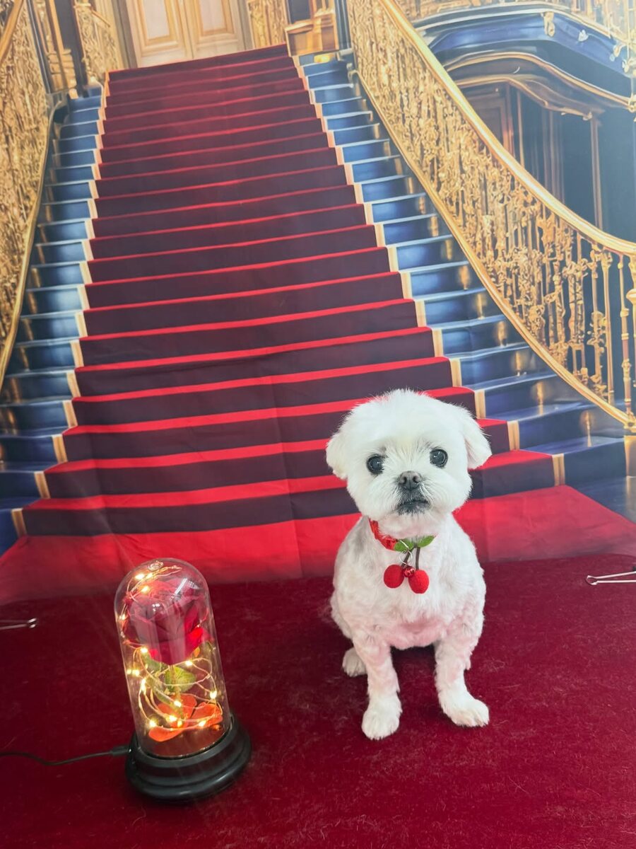 Freshly groomed Maltese after a studio appointment