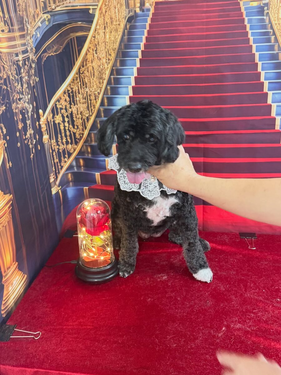 Freshly groomed cocker spaniel wearing a bow tie