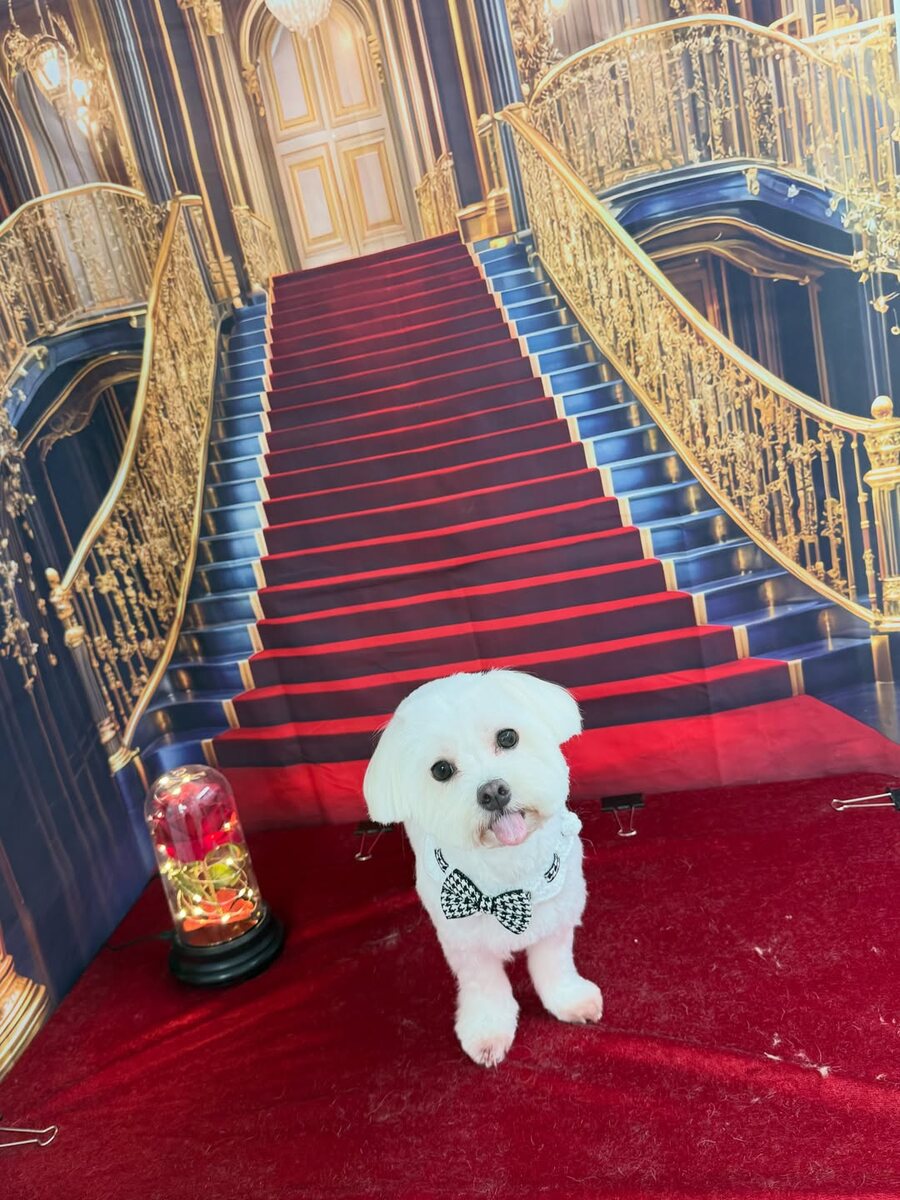 Freshly groomed small white dog