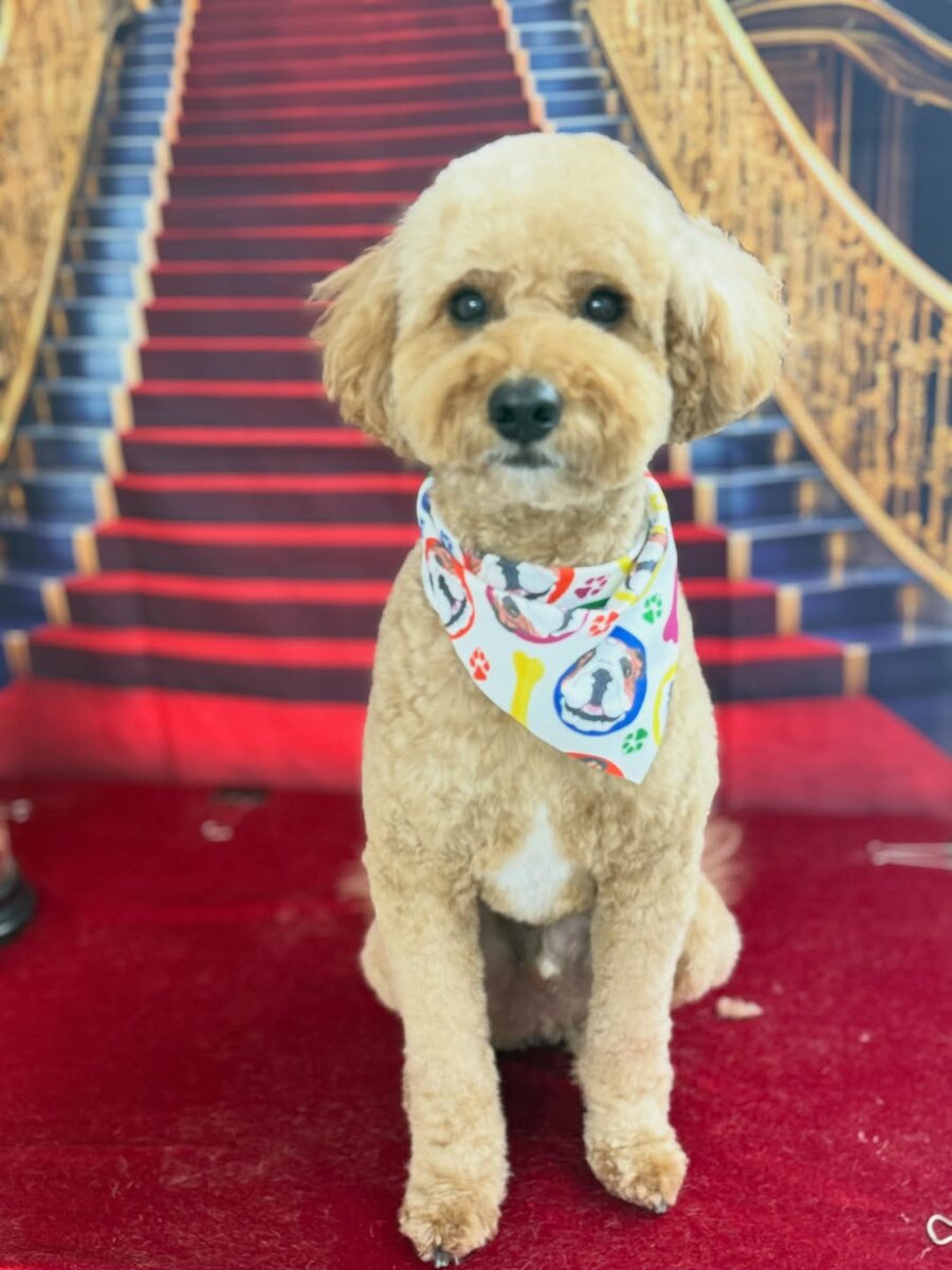 Freshly groomed golden dog wearing a bandana