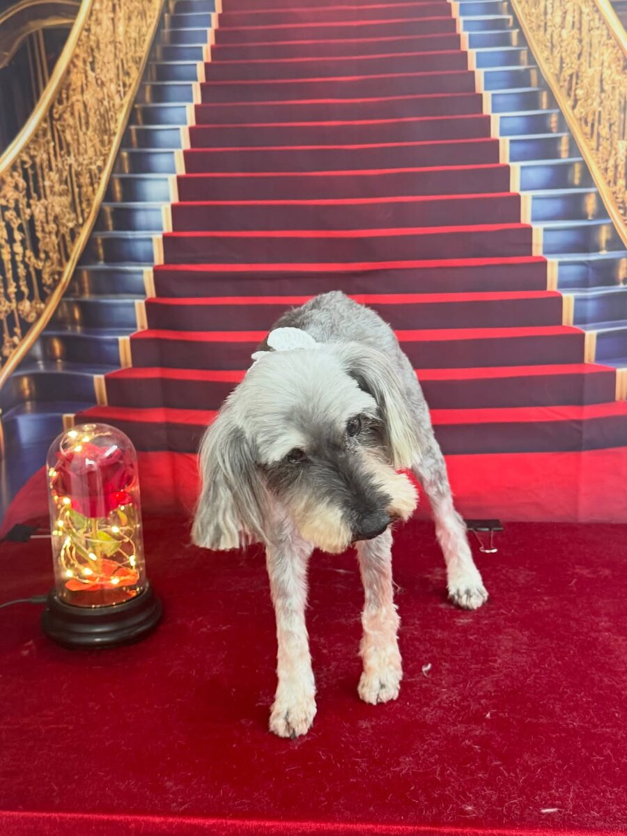 Freshly groomed Bedlington terrier