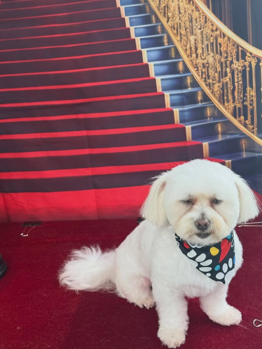 Freshly groomed Maltese on the studio carpet