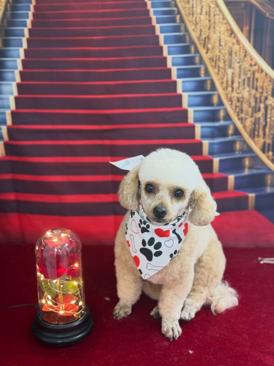 Freshly groomed cocker spaniel