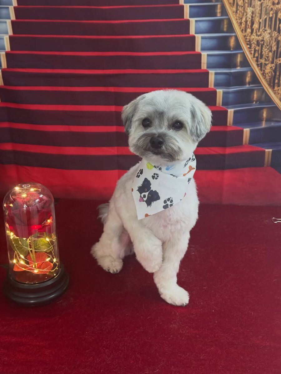 Freshly groomed Maltese