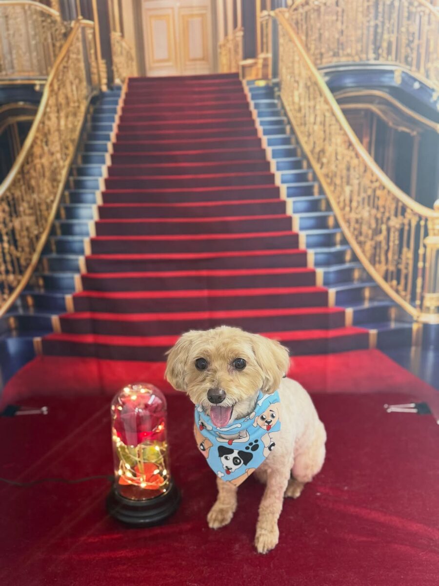 Freshly groomed small dog