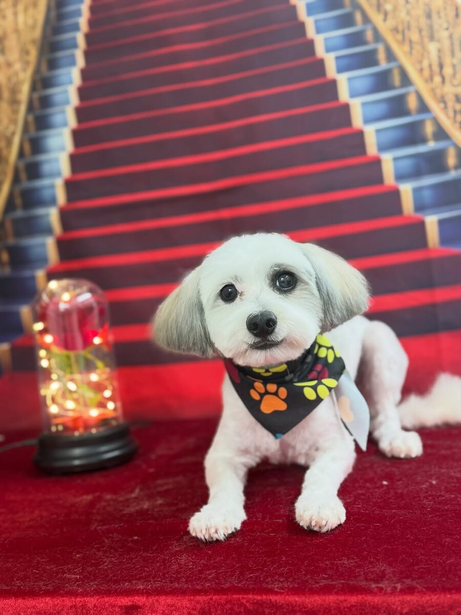 Freshly groomed small fluffy dog