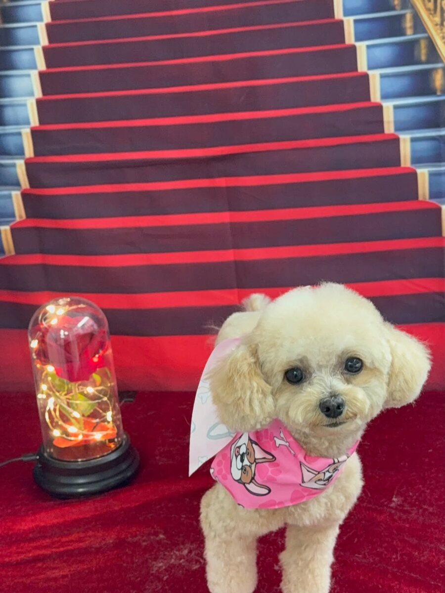 Freshly groomed Maltese