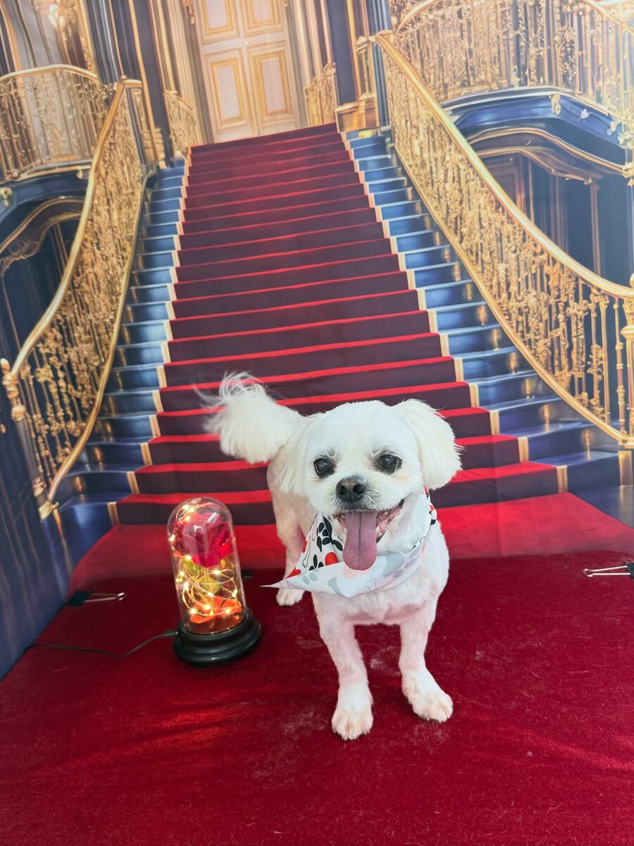 Freshly groomed Maltese
