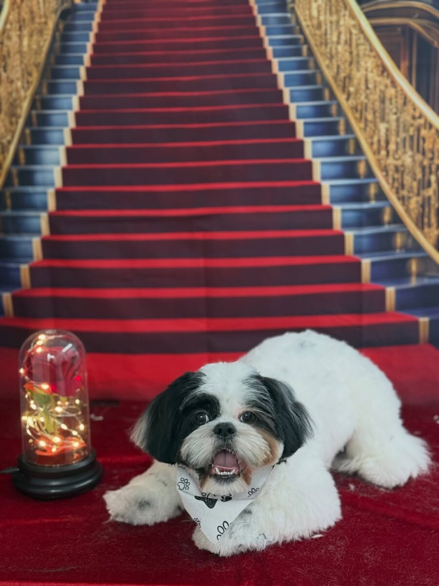Freshly groomed Maltese