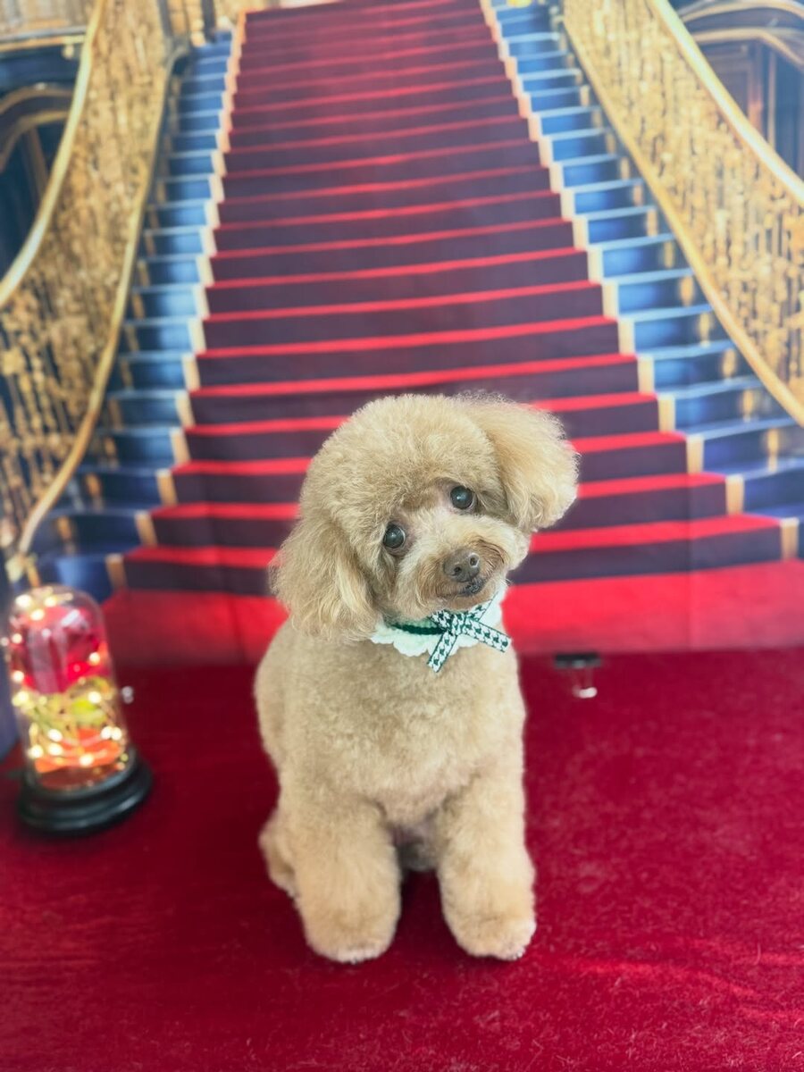 Freshly groomed Bedlington terrier