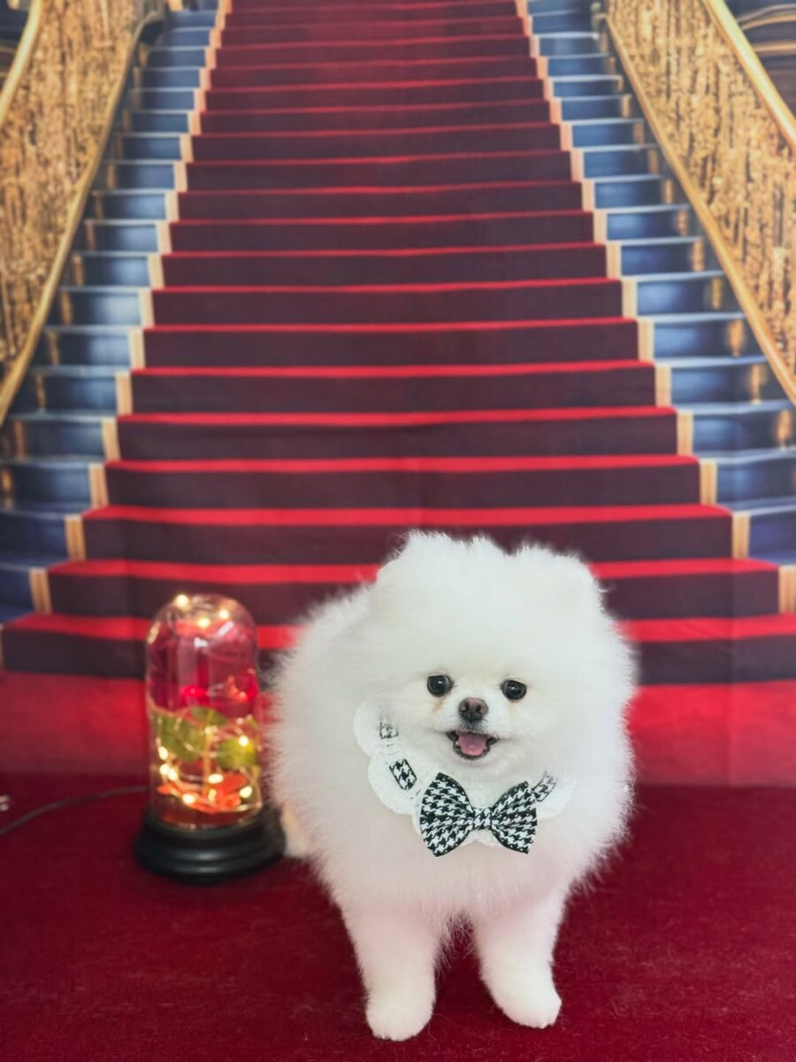 Freshly groomed bow-tied small dog