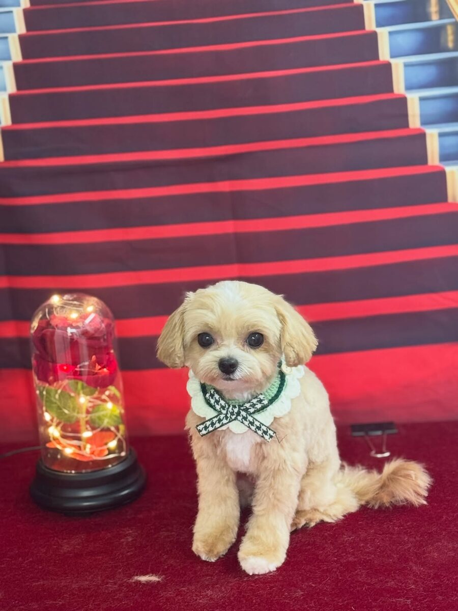Freshly groomed Maltese