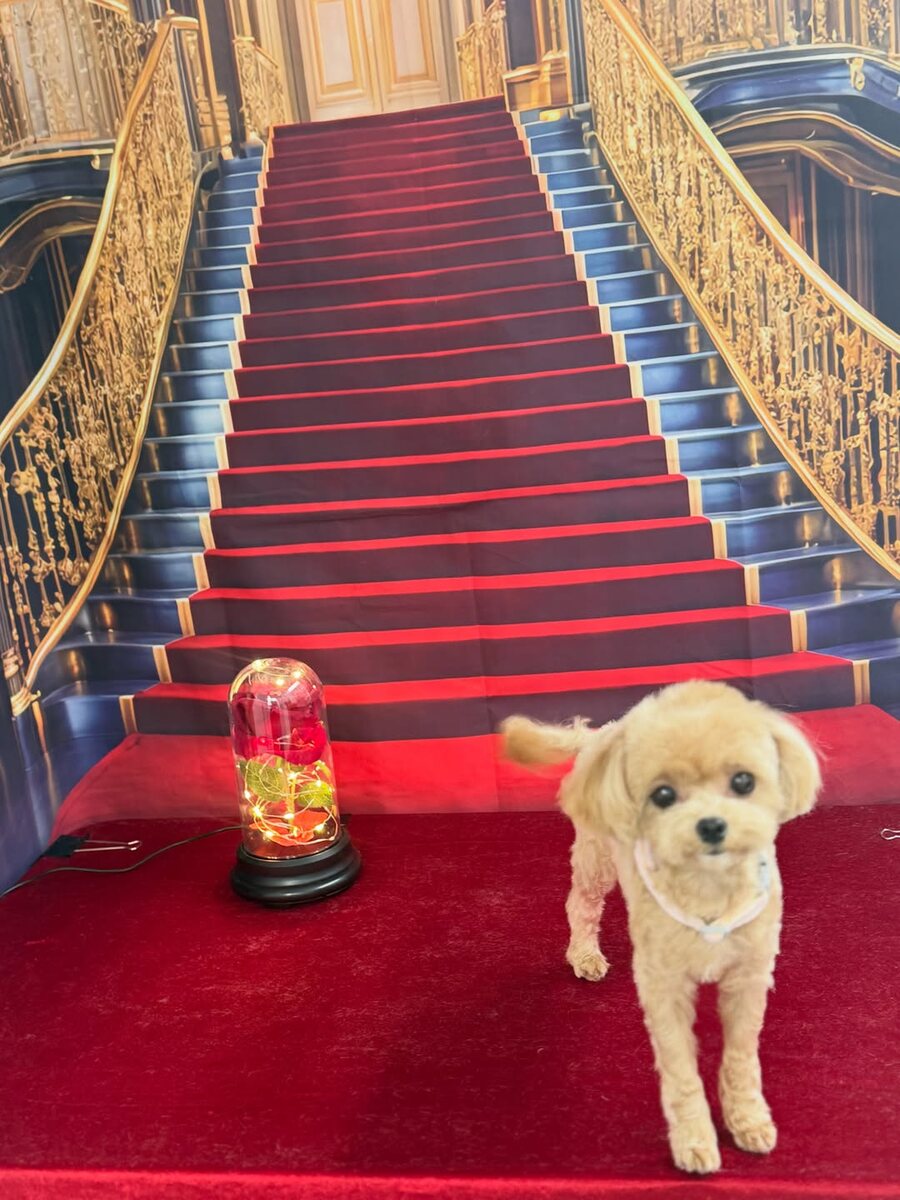 Freshly groomed Maltese