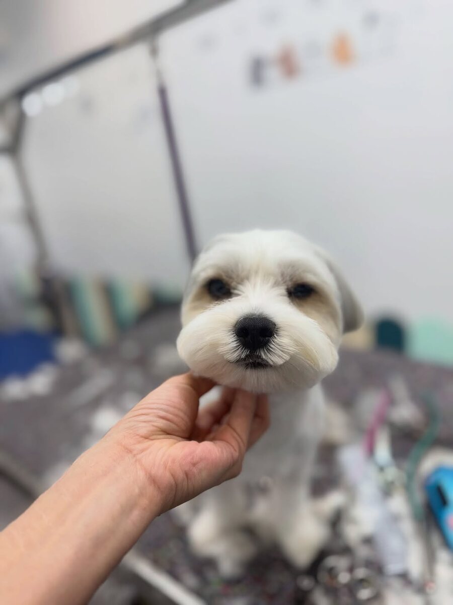 Freshly groomed small dog