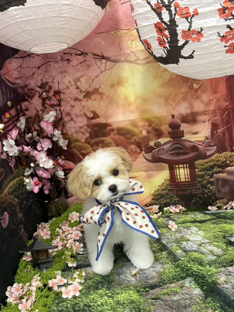 Small dog freshly groomed amid cherry blossoms