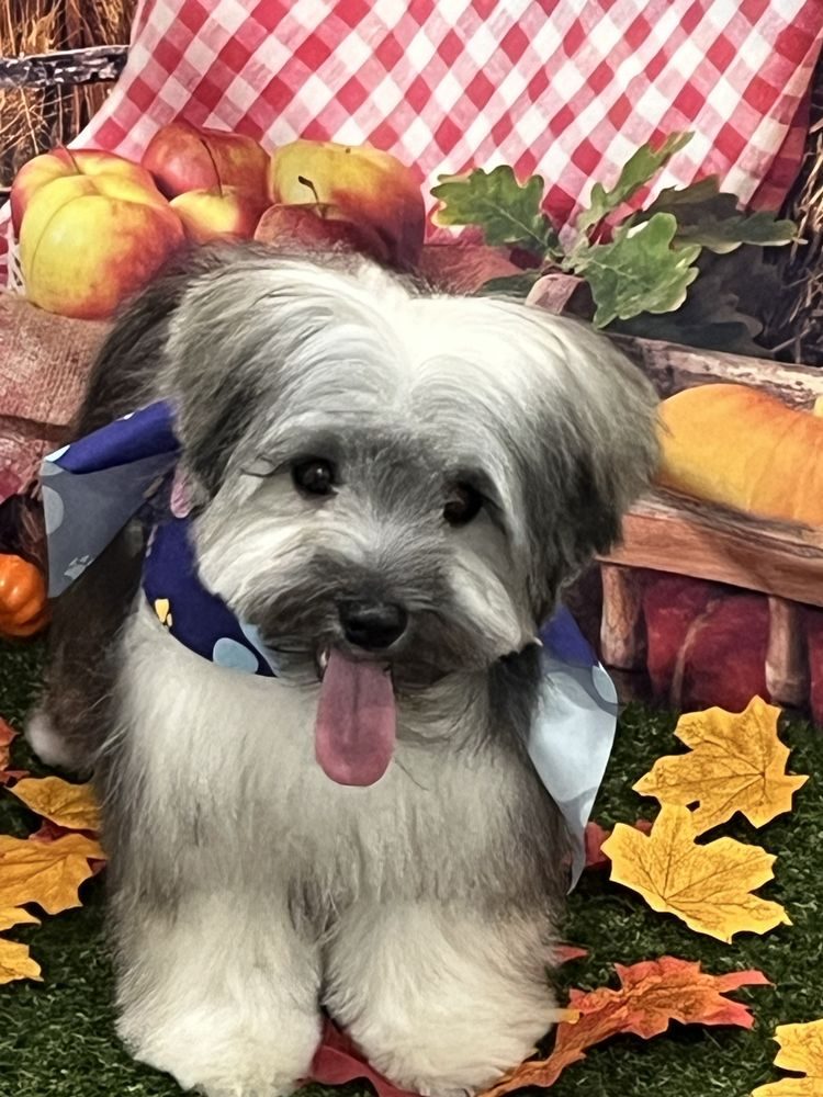 Shaggy gray dog smiling after a groom