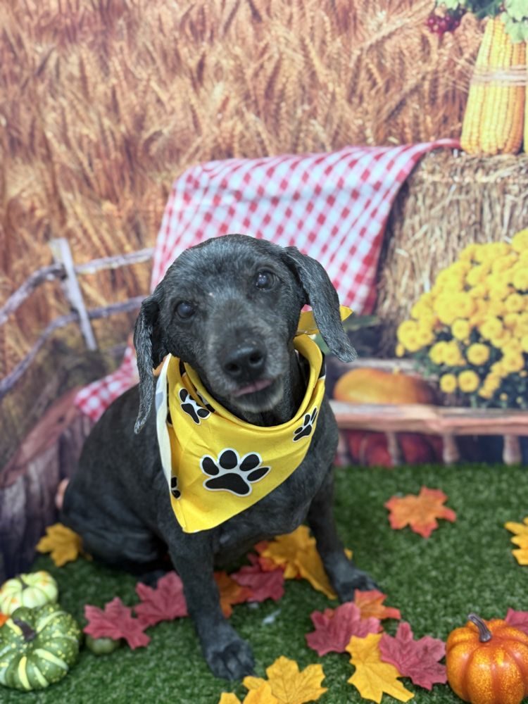 Happy black dog with a yellow bandana