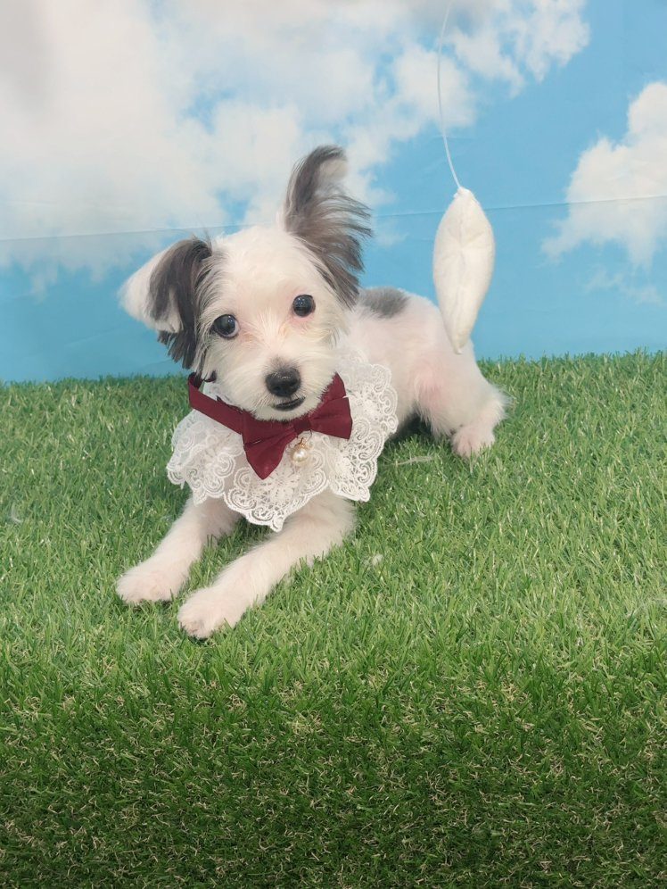 Small dog resting on grass after grooming